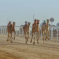 camel-racing-sporting-event.jpg